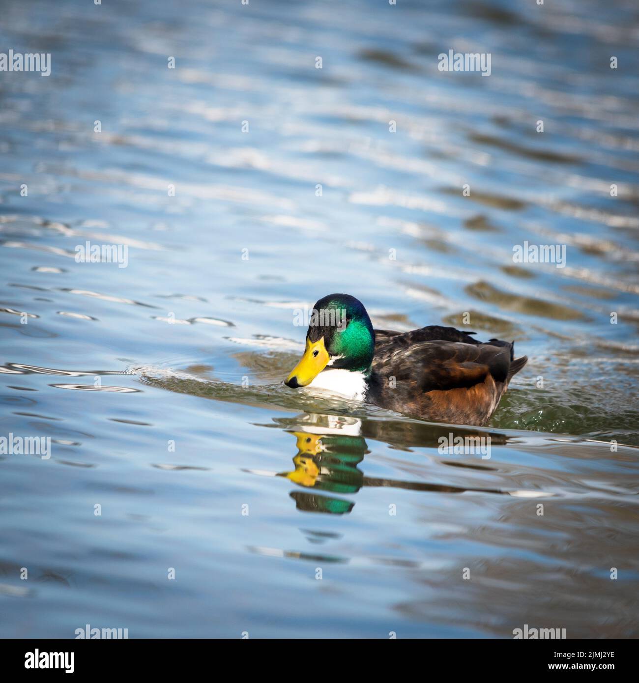 Mallard Duck Swimming Stock Photo