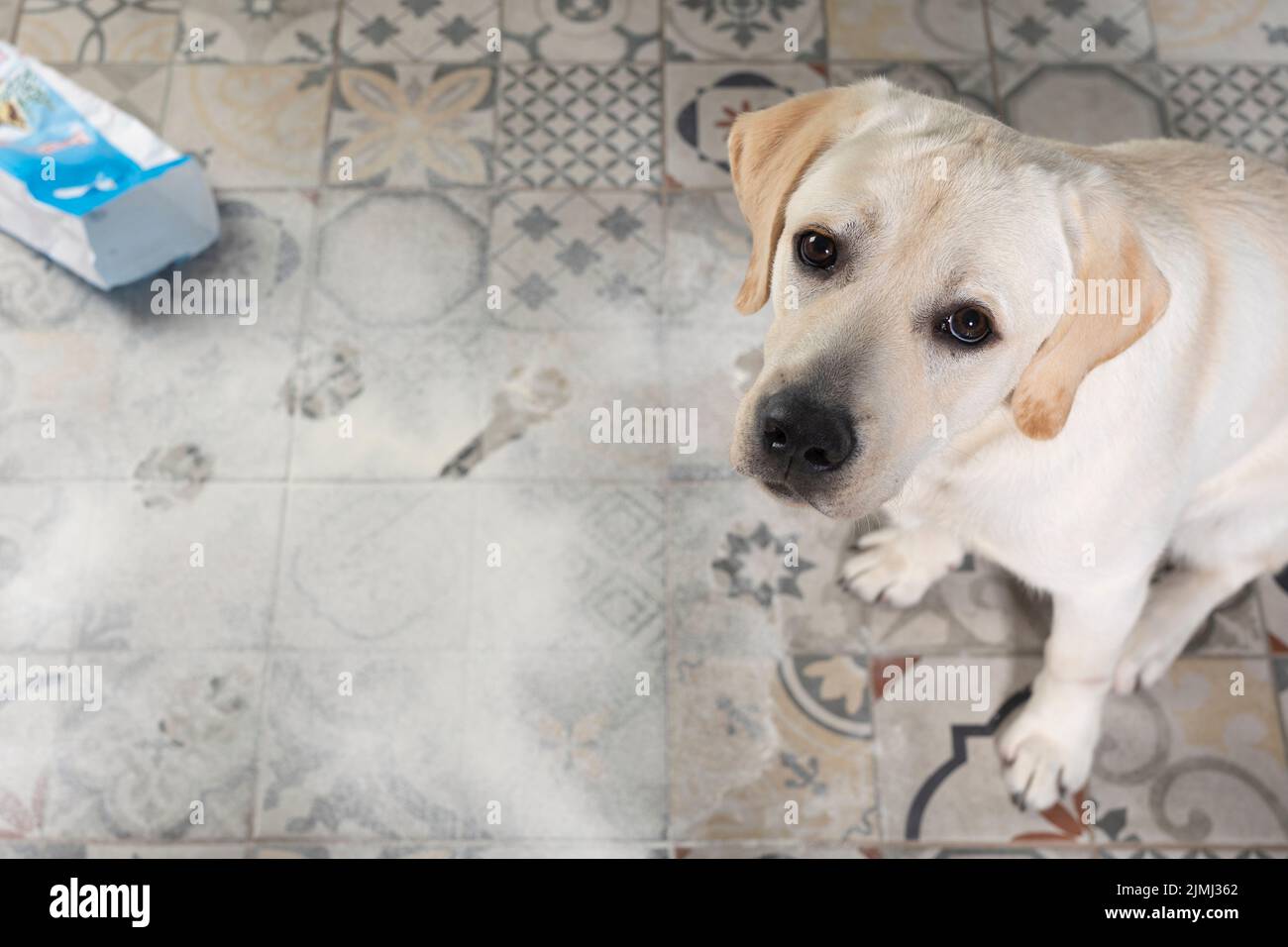 Labrador dog looking with guilty expression, sitting next to inverted packet of flour sprinkled on floor Stock Photo