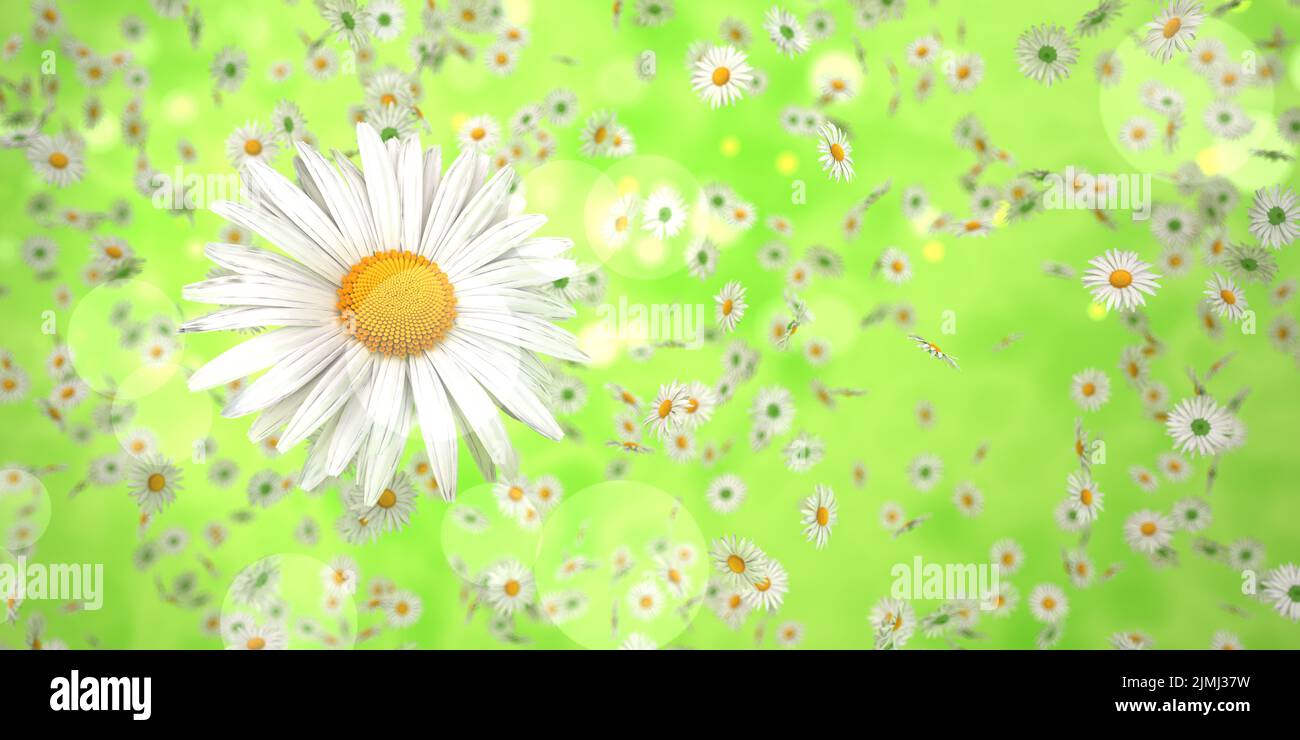 Flying white daisy flowers Stock Photo