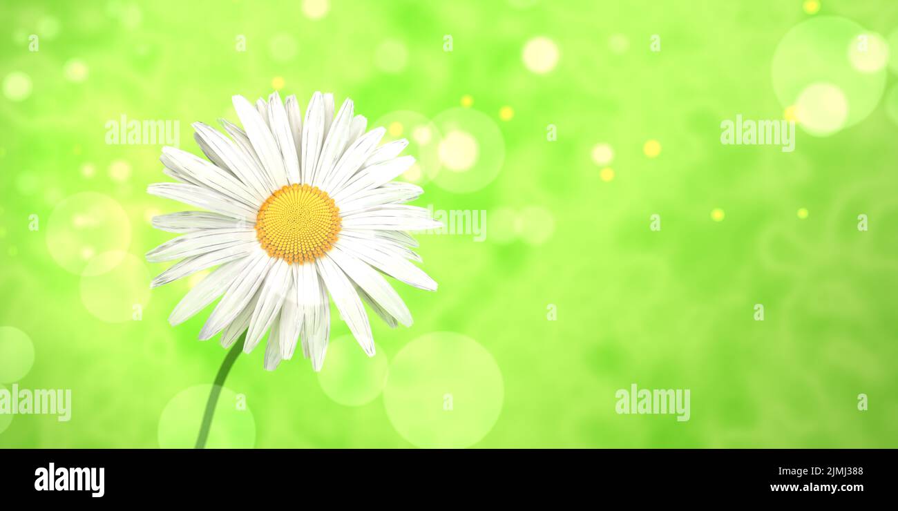 Flying white daisy flower Stock Photo Alamy