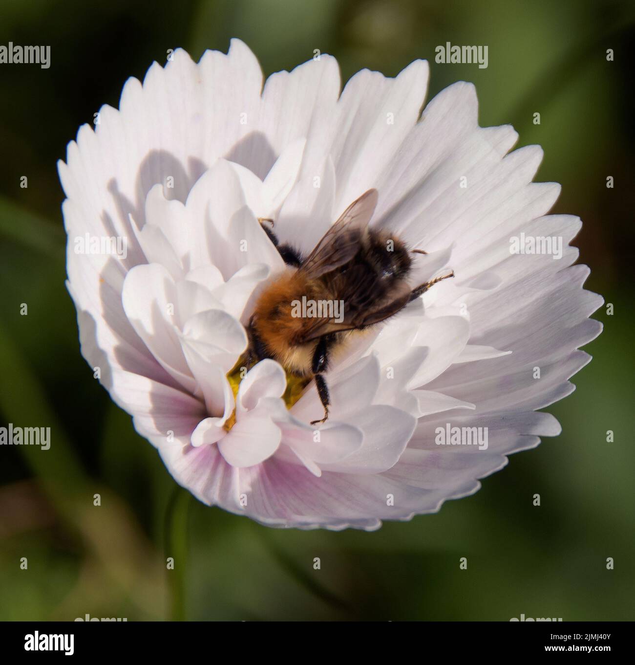 A honey bee feasts on Cosmos 'Cupcakes Blush' Stock Photo