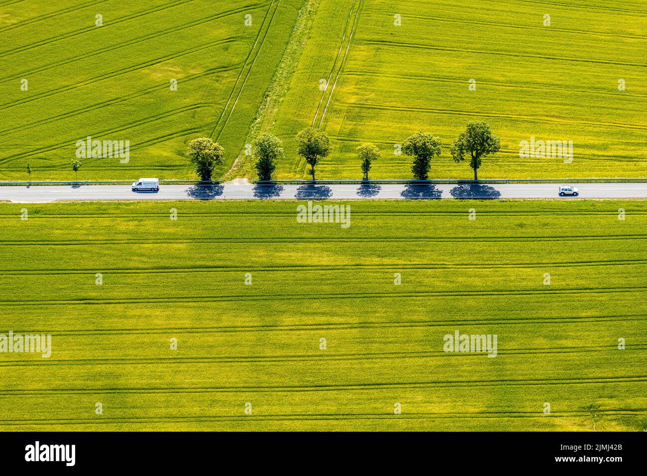 Aerial view, row of trees on country road, federal road 229, Langenholthausen, Balve, Sauerland, North Rhine-Westphalia, Germany, federal road B229, D Stock Photo