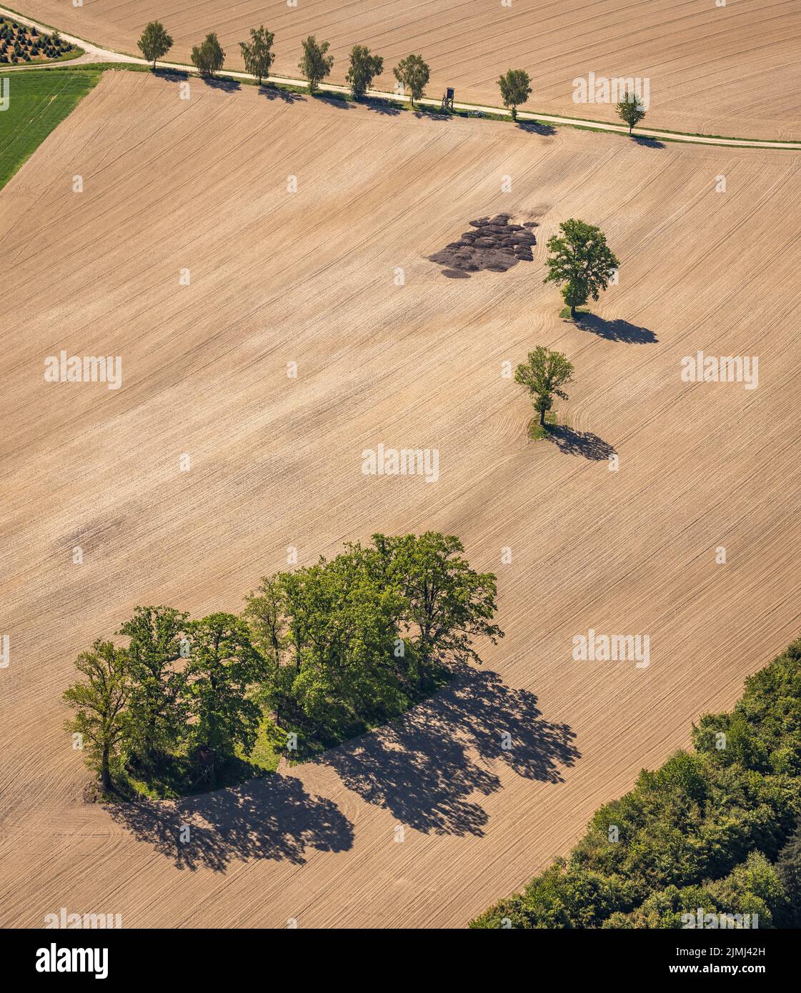 Aerial view, row of trees on field, Büenfeld, Eslohe, Sauerland, North Rhine-Westphalia, Germany, DE, Europe, shapes and colors, green trees, Hochsaue Stock Photo