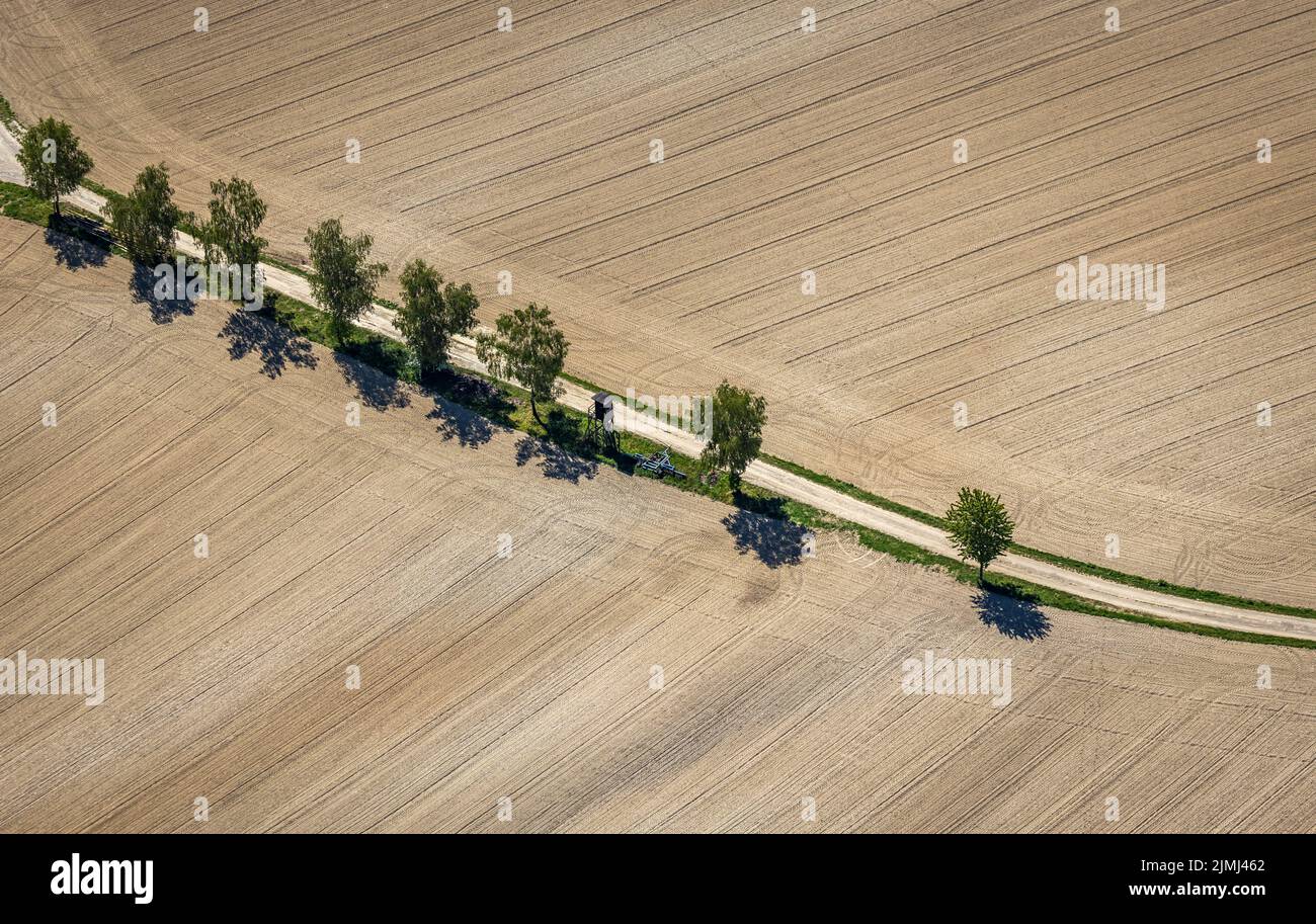 Aerial view, row of trees on field, Büenfeld, Eslohe, Sauerland, North Rhine-Westphalia, Germany, DE, Europe, shapes and colors, green trees, Hochsaue Stock Photo