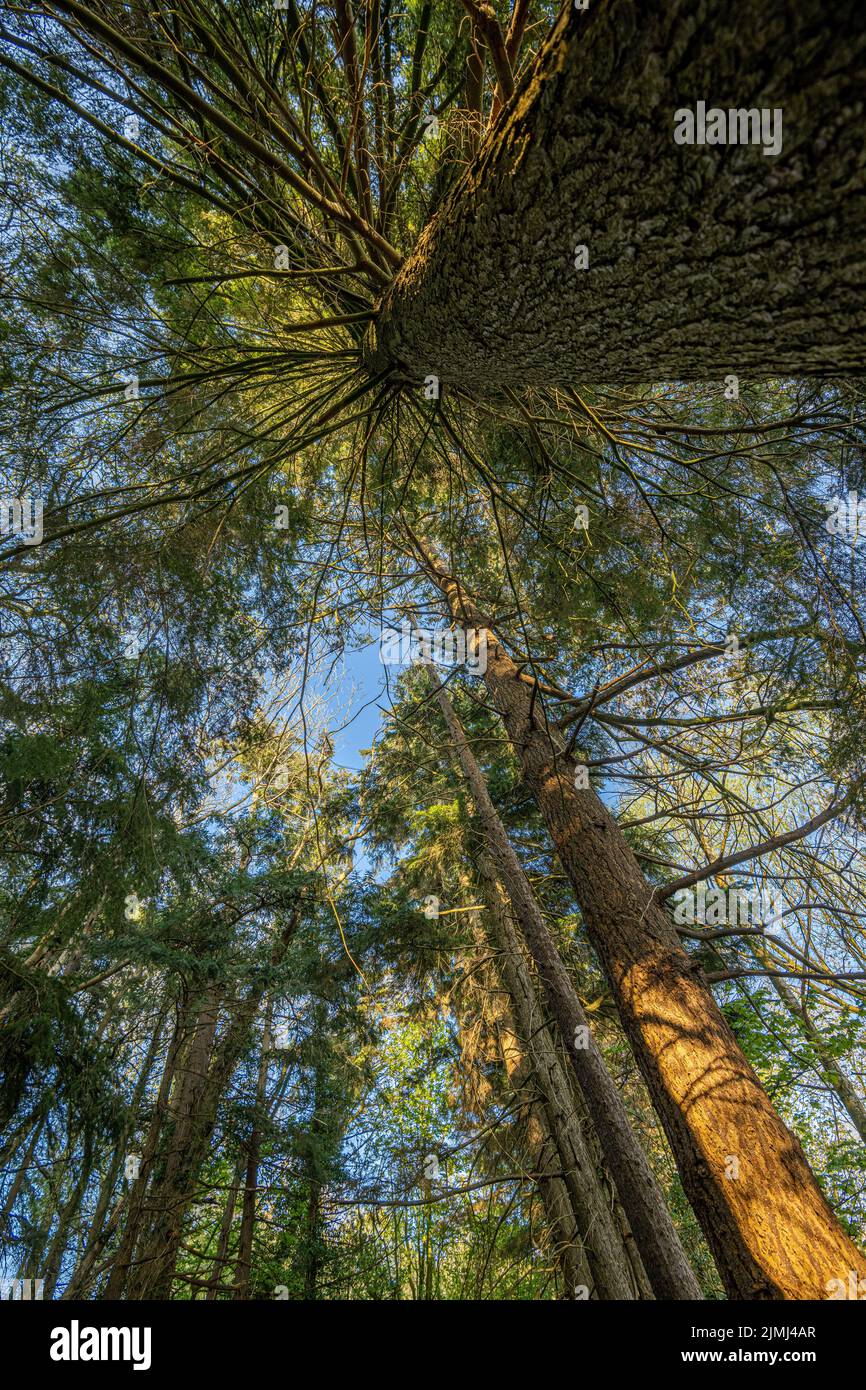 A vertical low angle shot of tall green trees in a forest Stock Photo ...