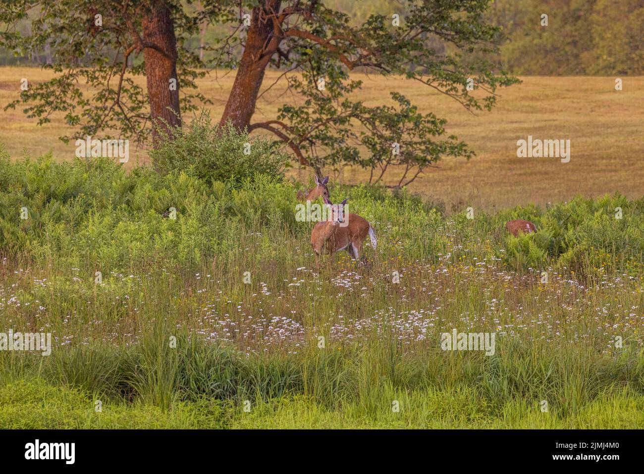 White-tailed does browsing in a summer field in northern Wisconsin. Stock Photo