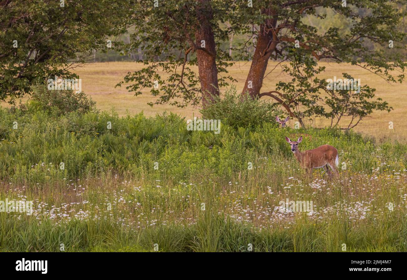 White-tailed does browsing in a summer field in northern Wisconsin. Stock Photo