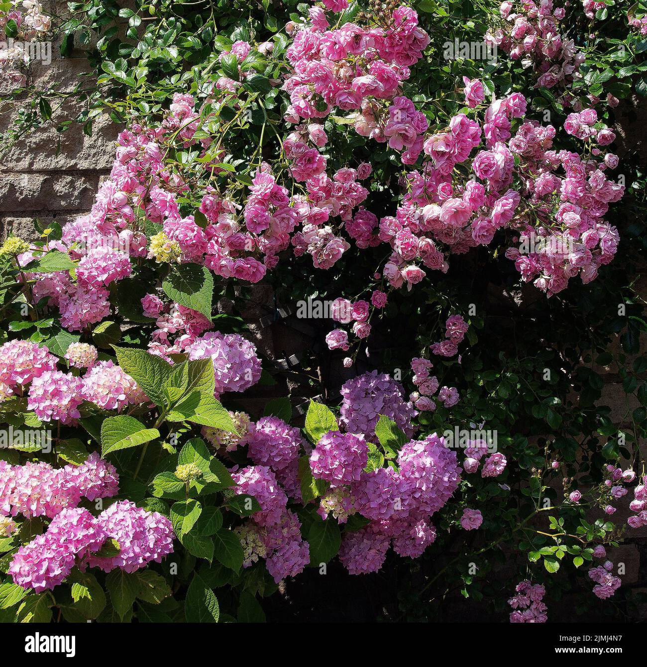 Rambling rose 'Super Fairy' here partnered with pink hydrangea bears small, fully double, mid pink flowers in great abundance throughout the summer. T Stock Photo