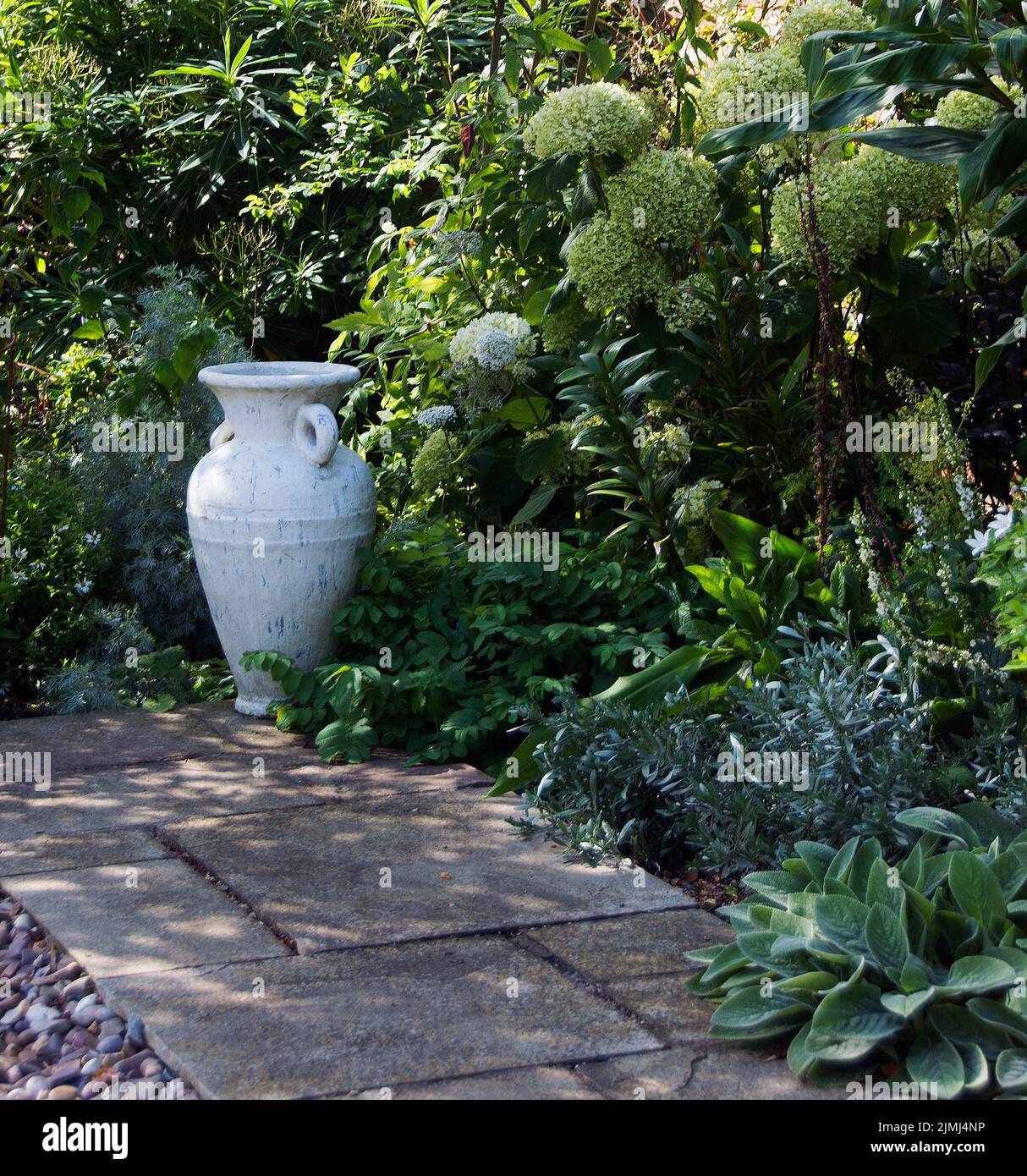 Green & white corner in Nikki Applewhite's garden with feature white urn, 'Hydrangea 'Annabelle' and Euphorbia stygiana Stock Photo