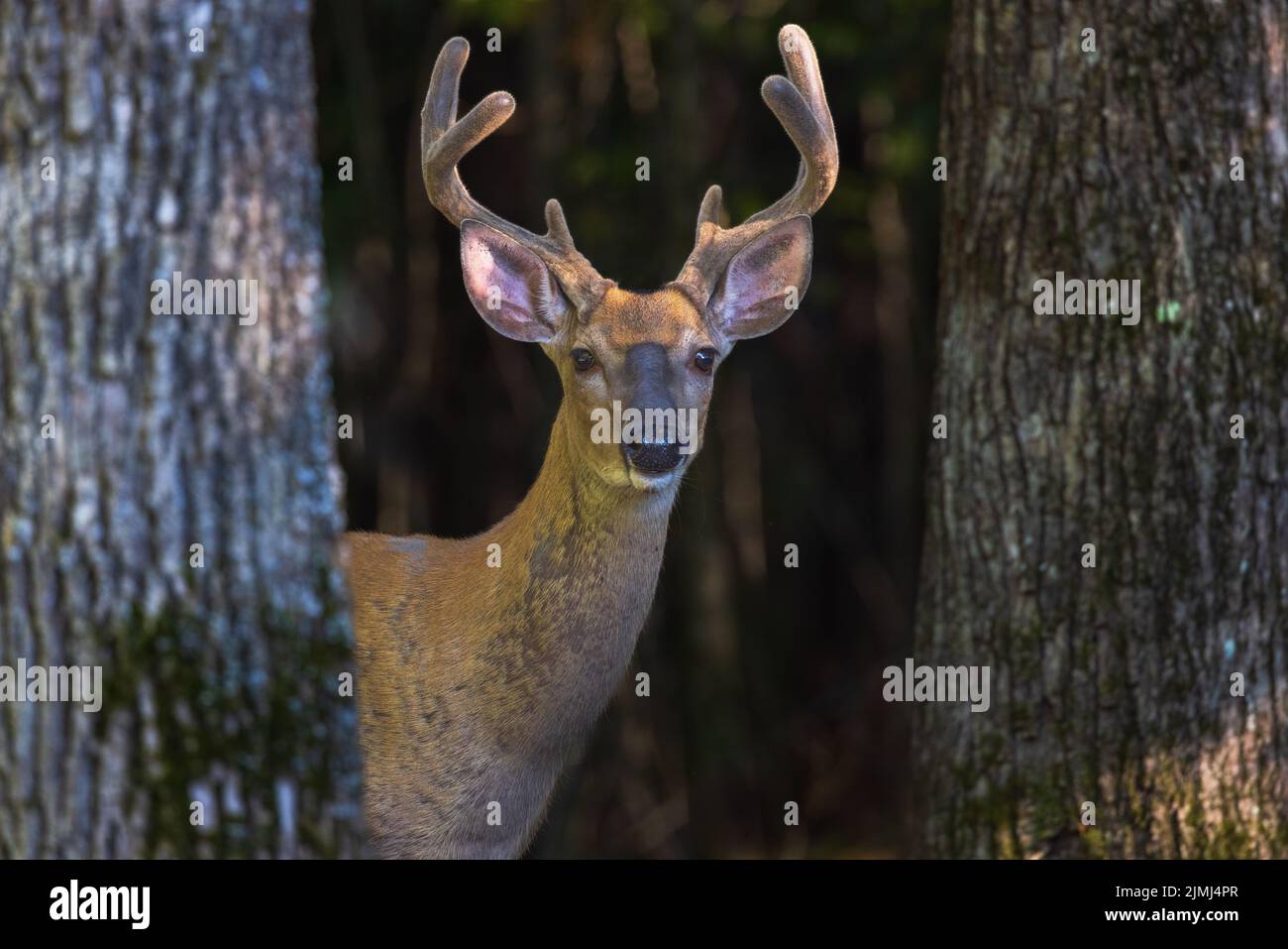 White-tailed buck in a northern Wisconsin woodland. Stock Photo