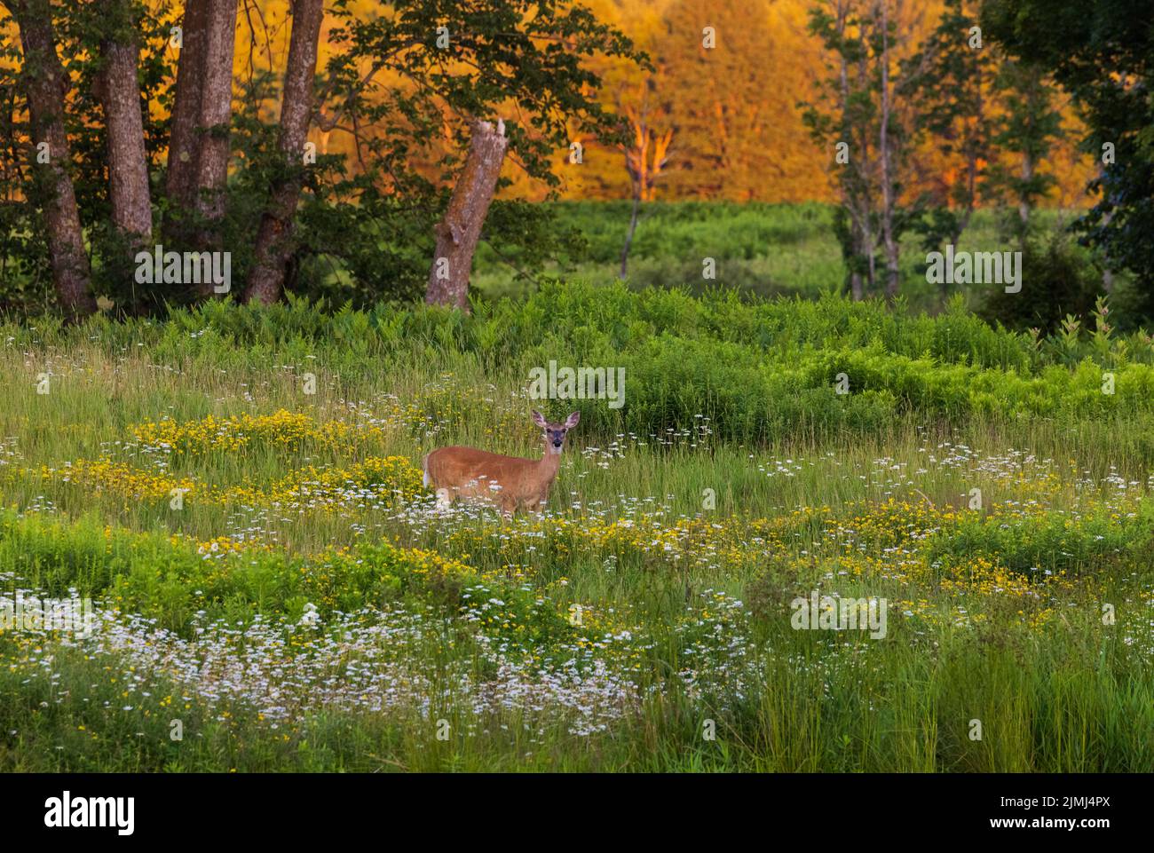 White-tailed doe in a field of wildflowers in northern Wisconsin. Stock Photo