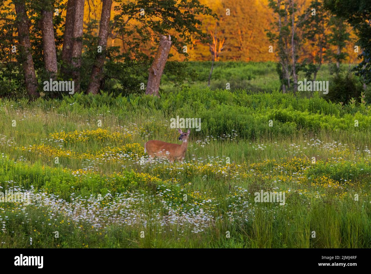 White-tailed doe standing in a field of wildflowers in northern Wisconsin. Stock Photo