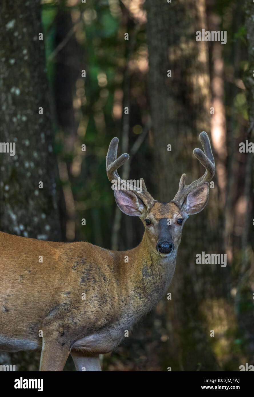 Whited-tailed buck in a northern Wisconsin woodland. Stock Photo