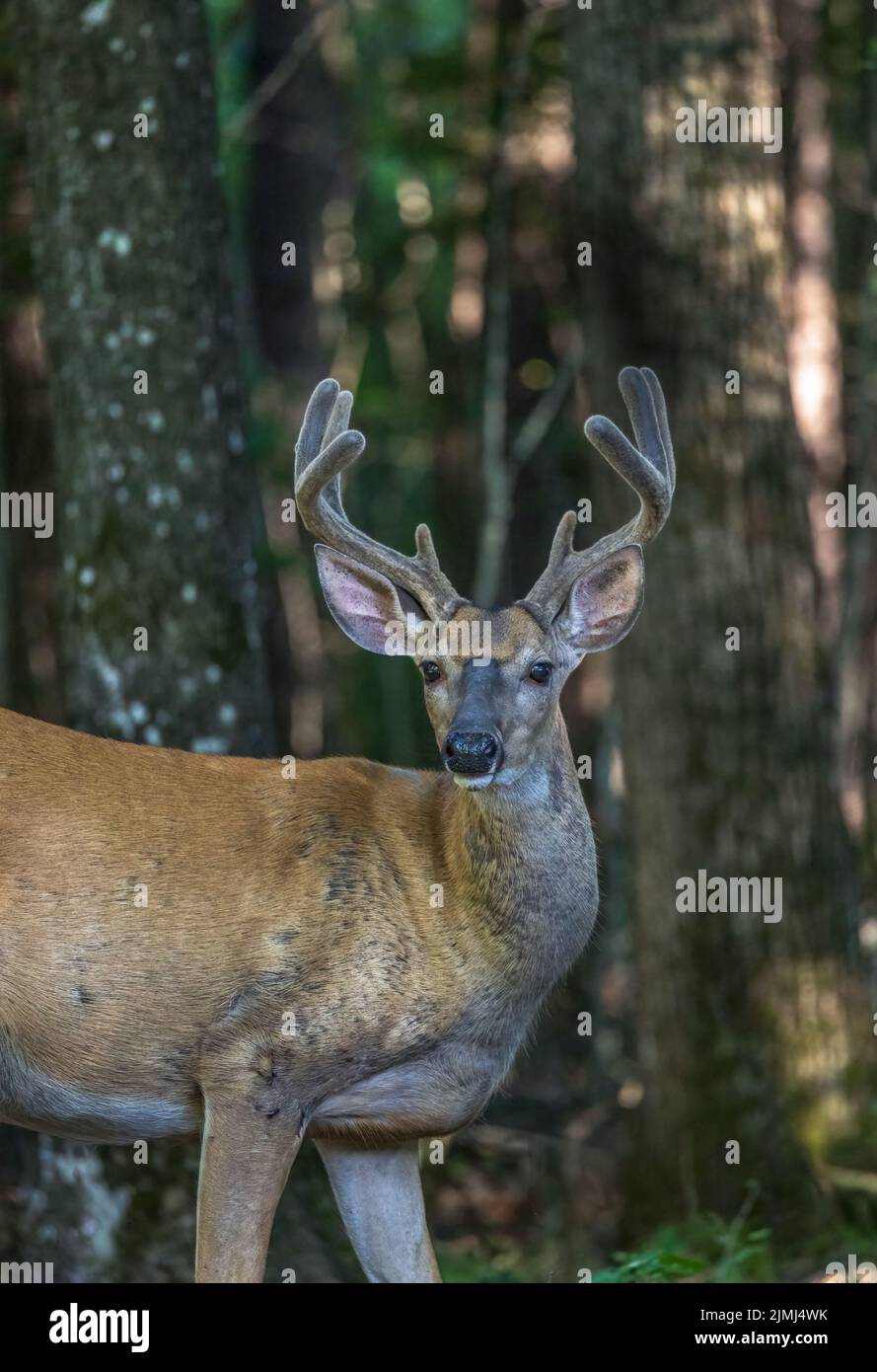 Whited-tailed buck in a northern Wisconsin woodland. Stock Photo