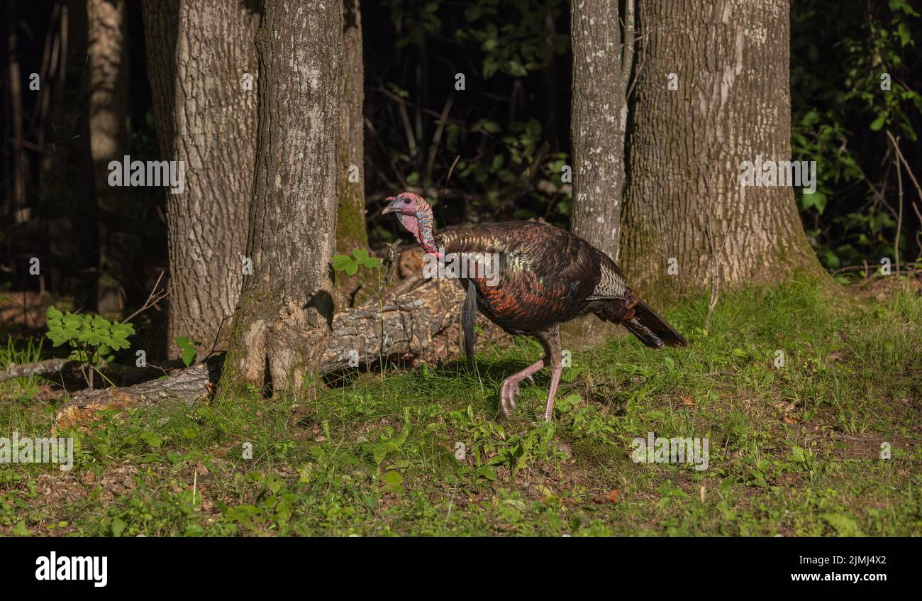 Tom turkey in northern Wisconsin. Stock Photo