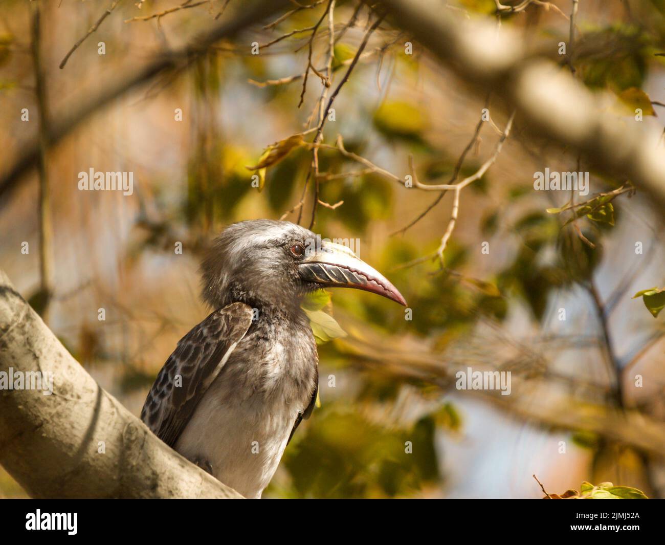 African grey hornbill in tree in Madikwe Game Reserve in South Africa. Stock Photo