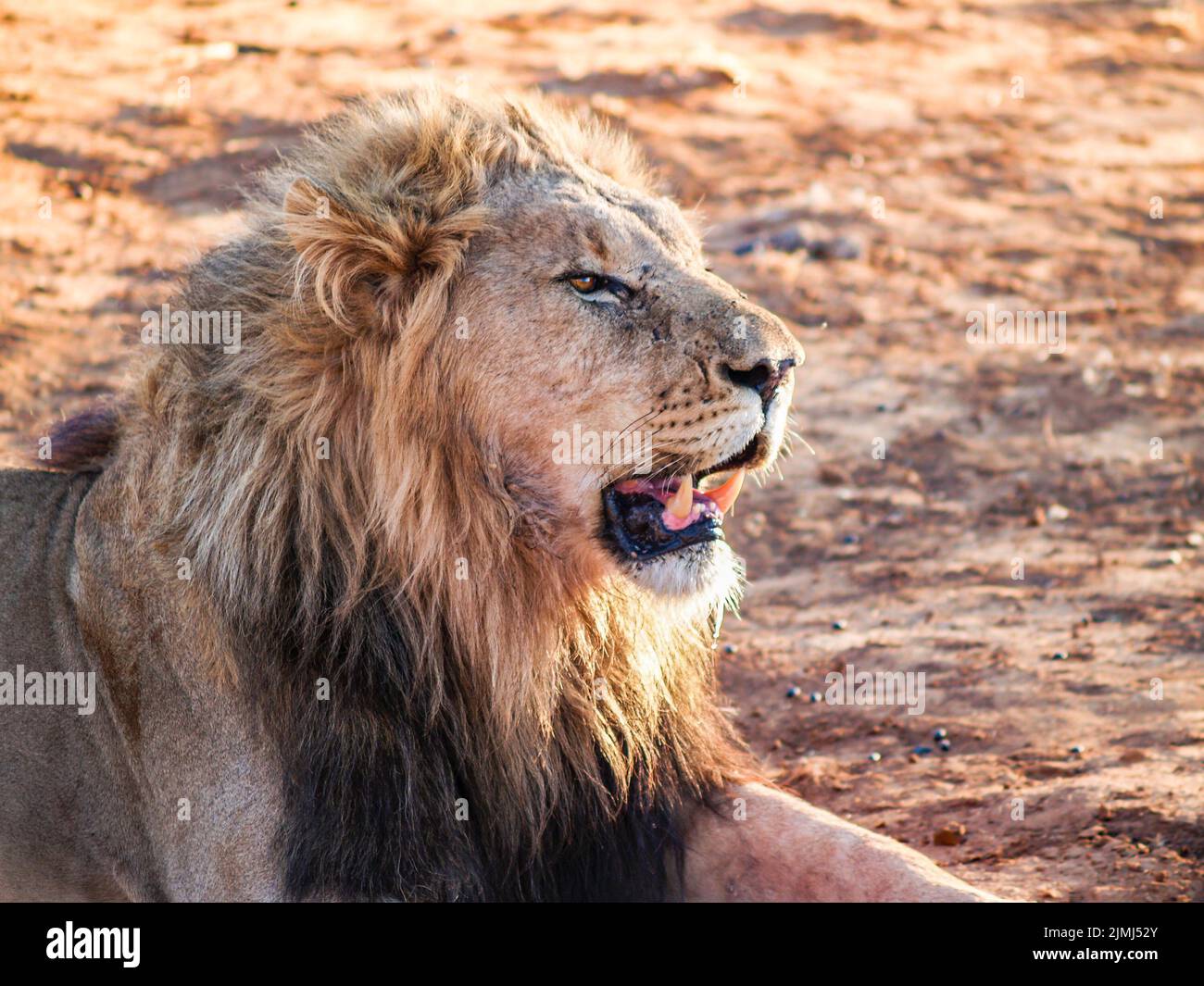 African male lion sitting with mouth open showing large sharp fangs in Madikwe Game Reserve South Africa. Stock Photo