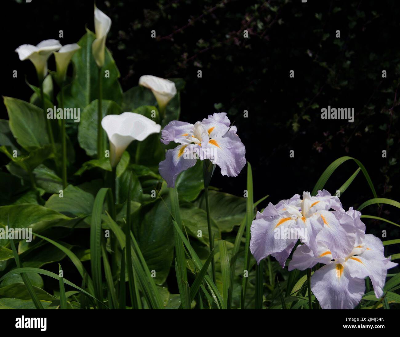 Iris Ensata 'Pink Frost'  and  Zantedeschia Aethiopica Stock Photo