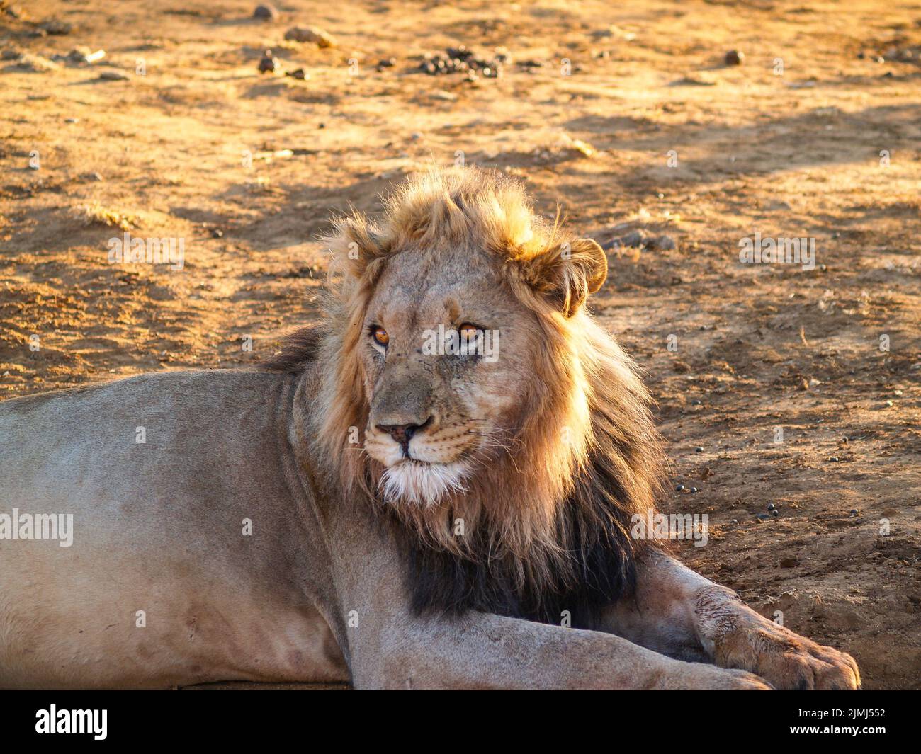 African male lion with sun in mane in Madikwe Game Reserve South Africa. Stock Photo