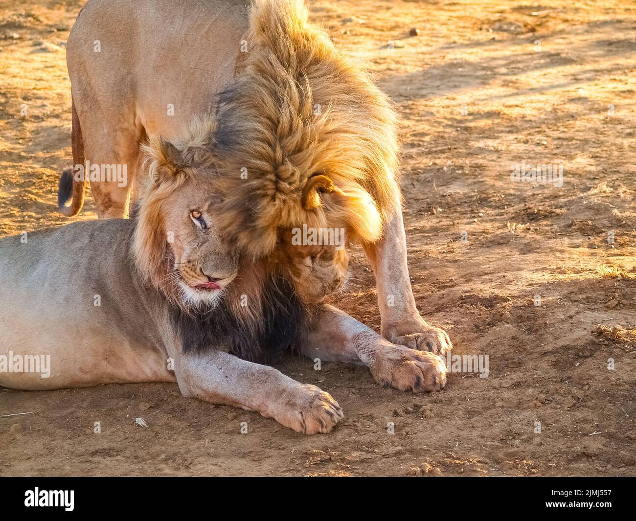 Two African male lion interacting closely in Madikwe Game Reserve South Africa. Stock Photo