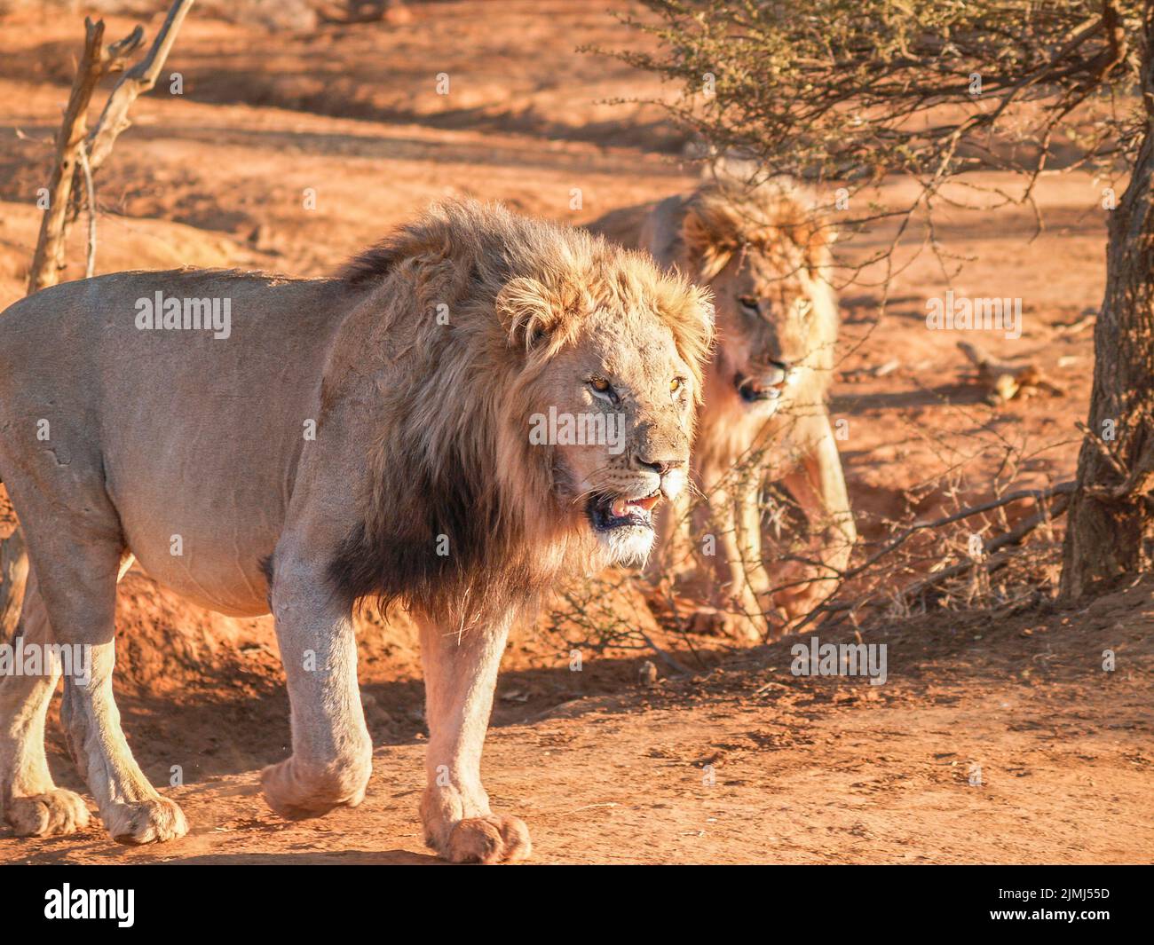 Two African male lion walking together in Madikwe Game Reserve South Africa. Stock Photo