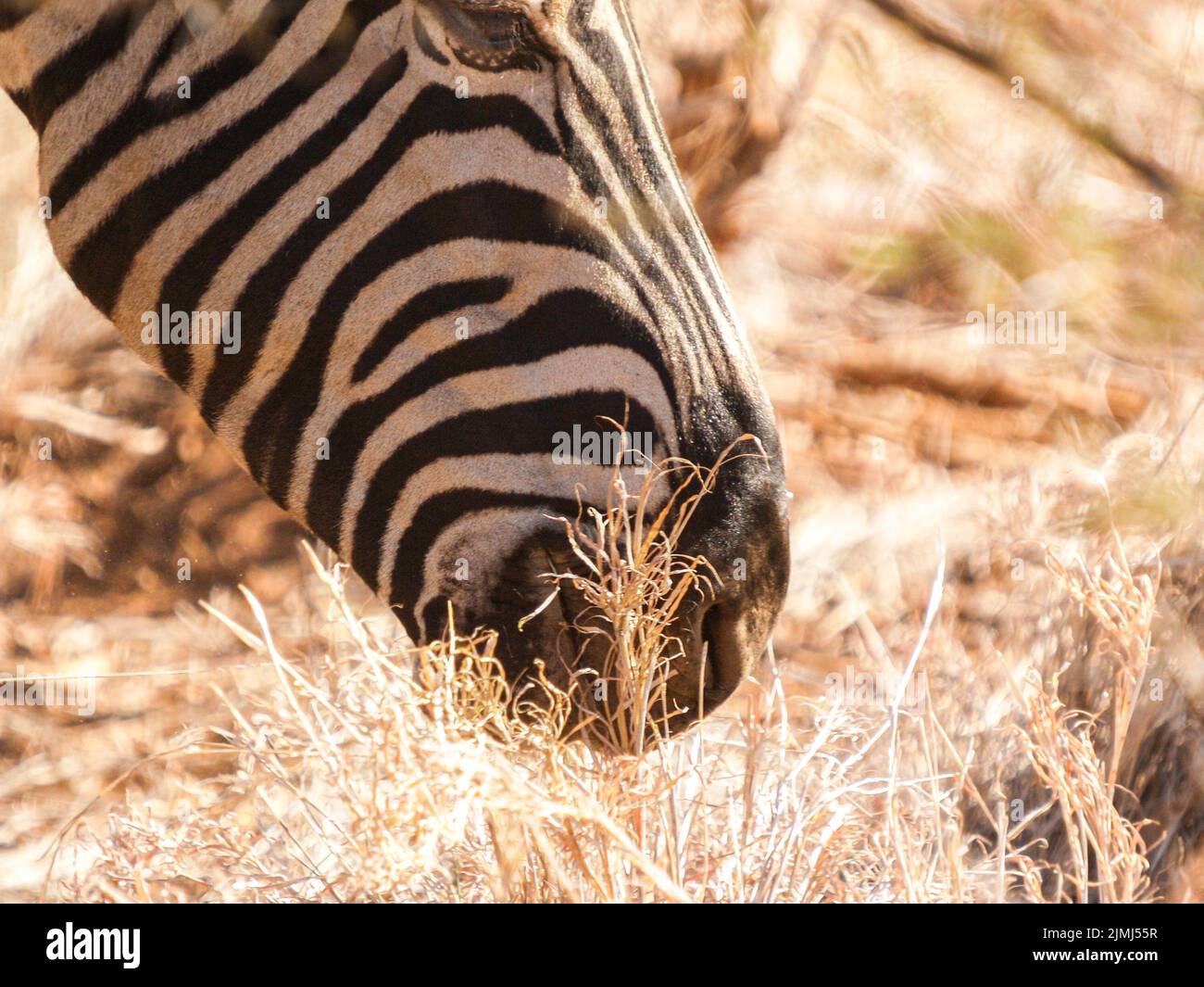 Animal patterns, zebra head grazing, close-up in South Africa Stock Photo