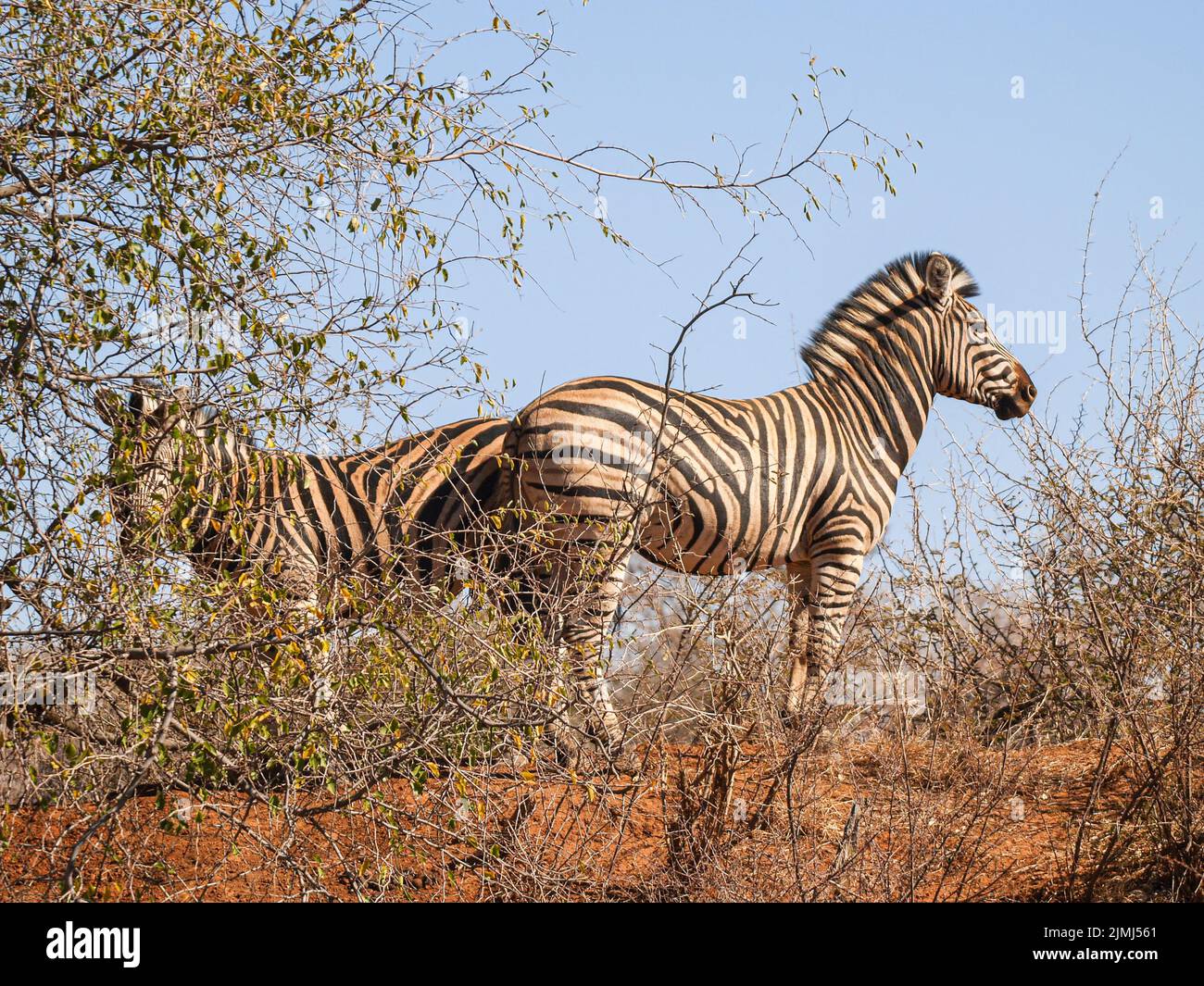 Two zebra from low point of view standing in space South African acacia bush on red soil under blue sky Stock Photo