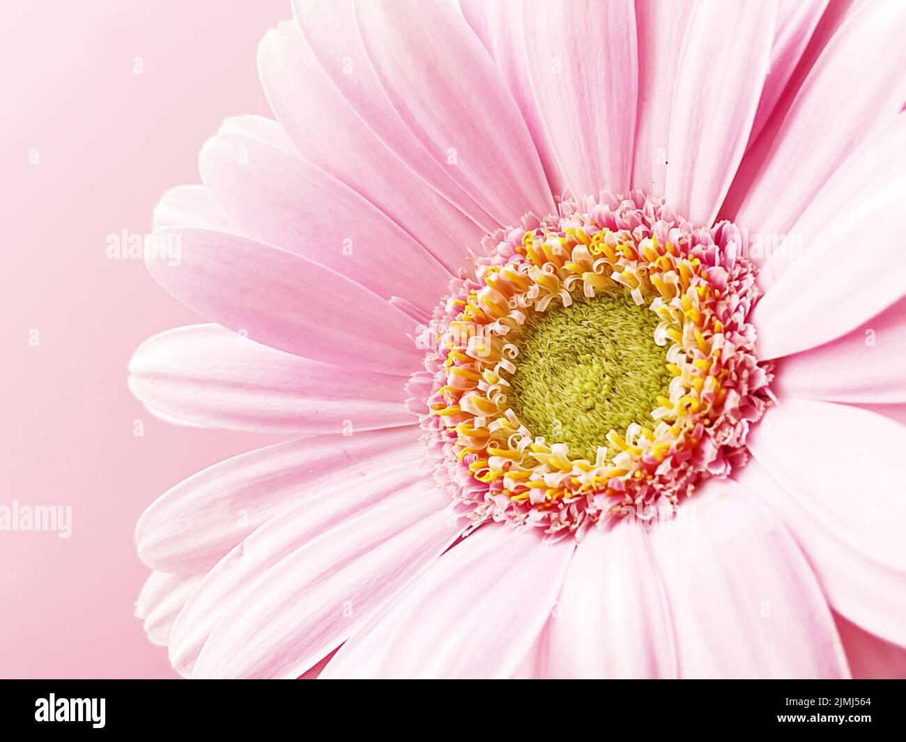 Pink gerbera daisy flower Stock Photo Alamy