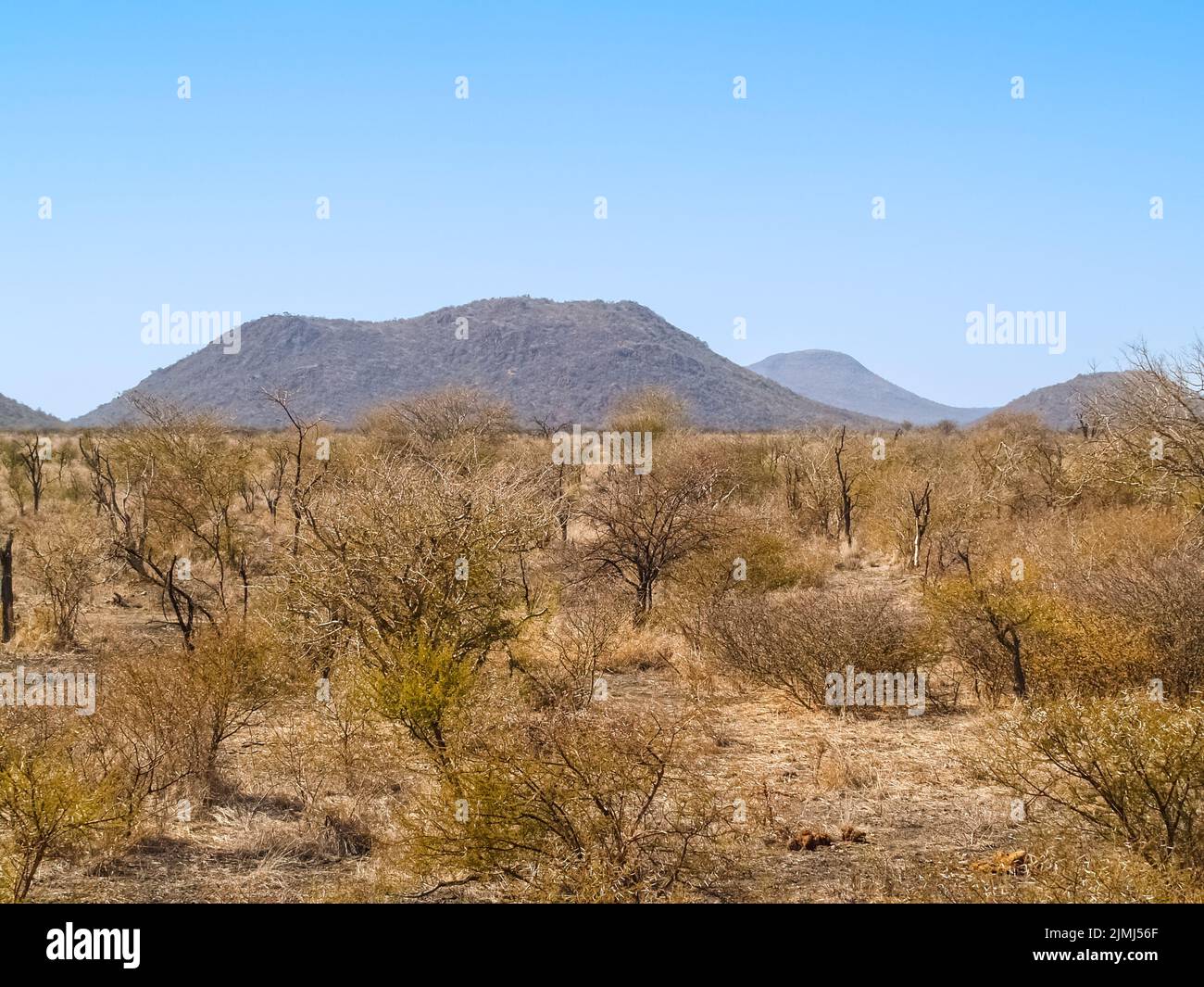 Low scrub across flat typical African landscape with distant hill. Stock Photo