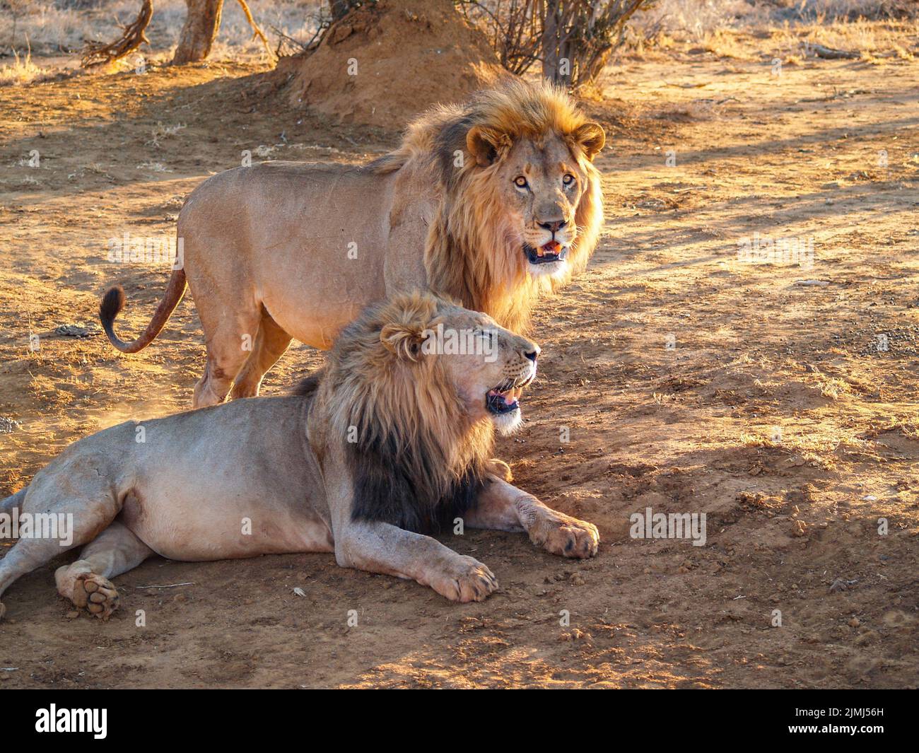 Two African male lion together, one sitting and one standing beside in Madikwe Game Reserve South Africa. Stock Photo