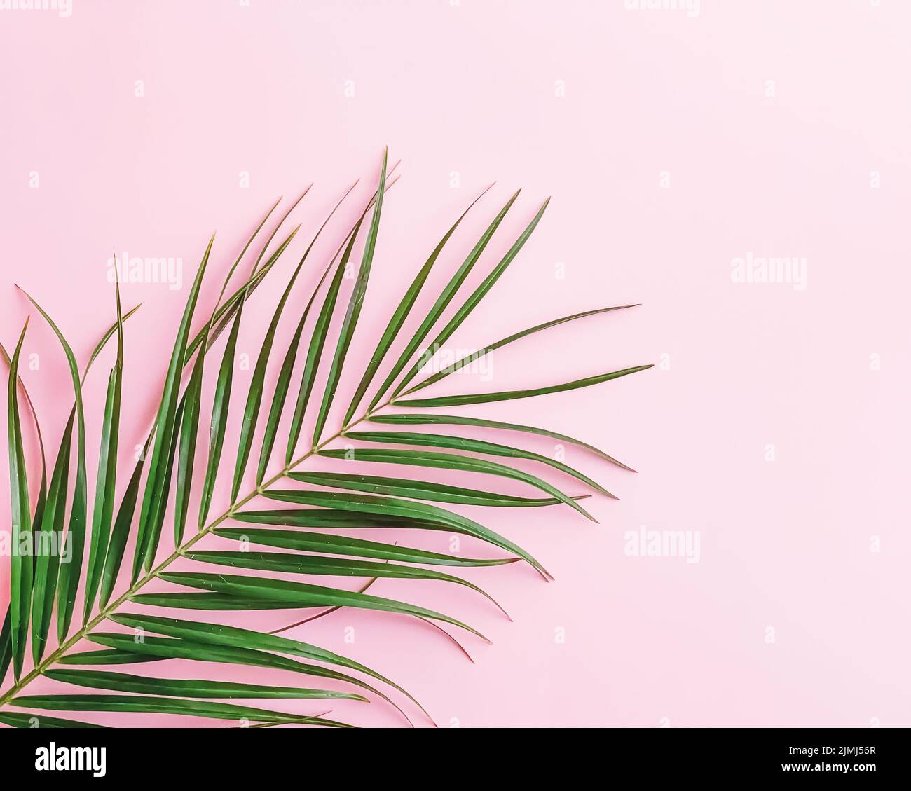 Green tropical leaf hi-res stock photography and images - Alamy