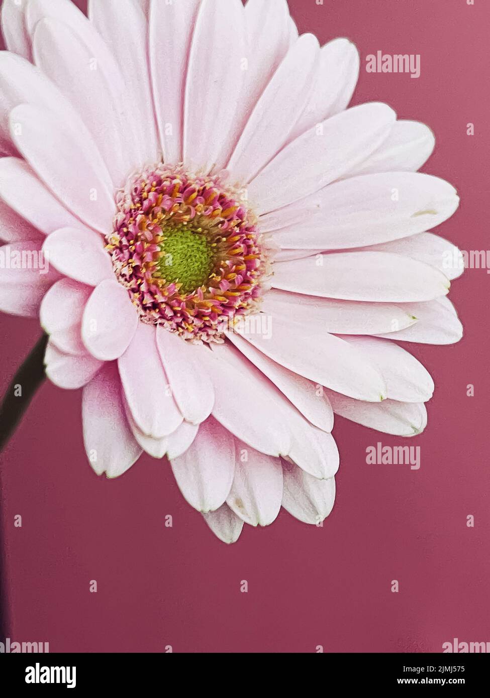 Pink gerbera daisy flower Stock Photo