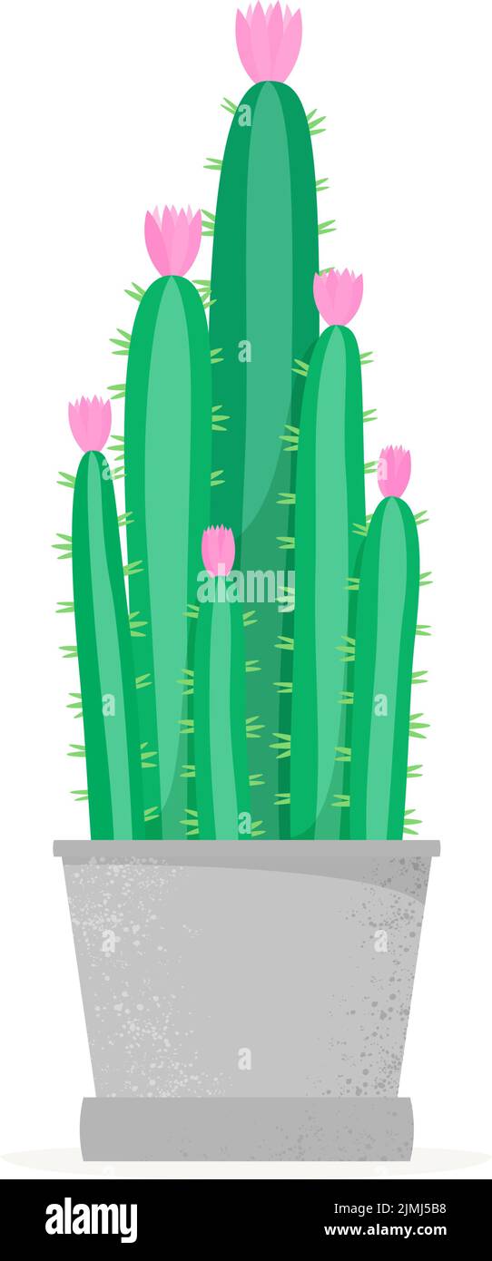 Flowering cactus in a flat style. Blossomed house succulent in pot