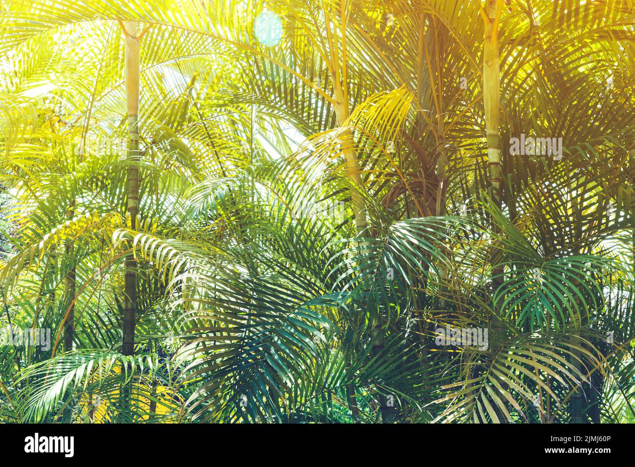 Jungle magic hi-res stock photography and images - Alamy