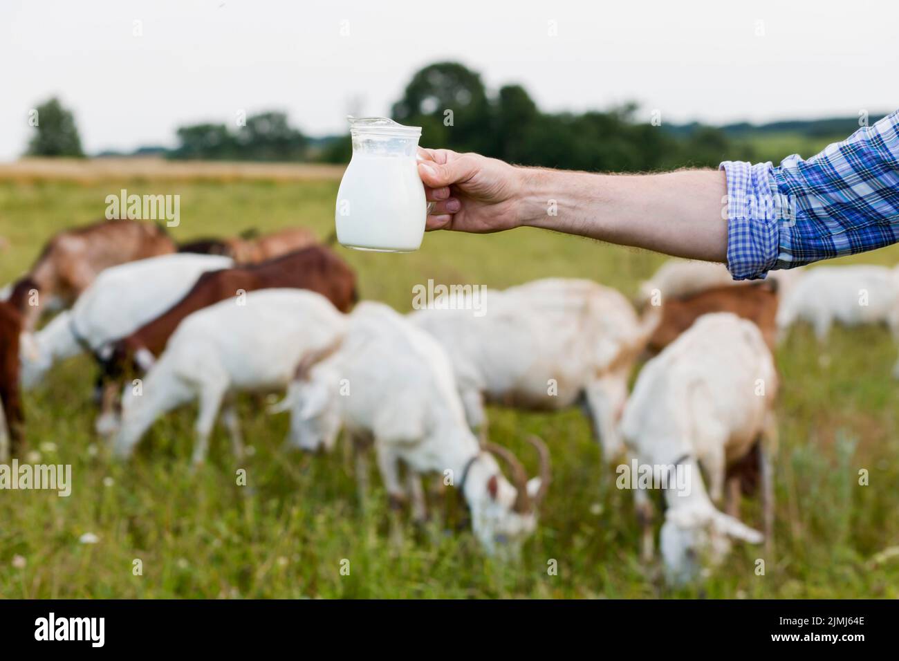 Close up milk from goats Stock Photo Alamy