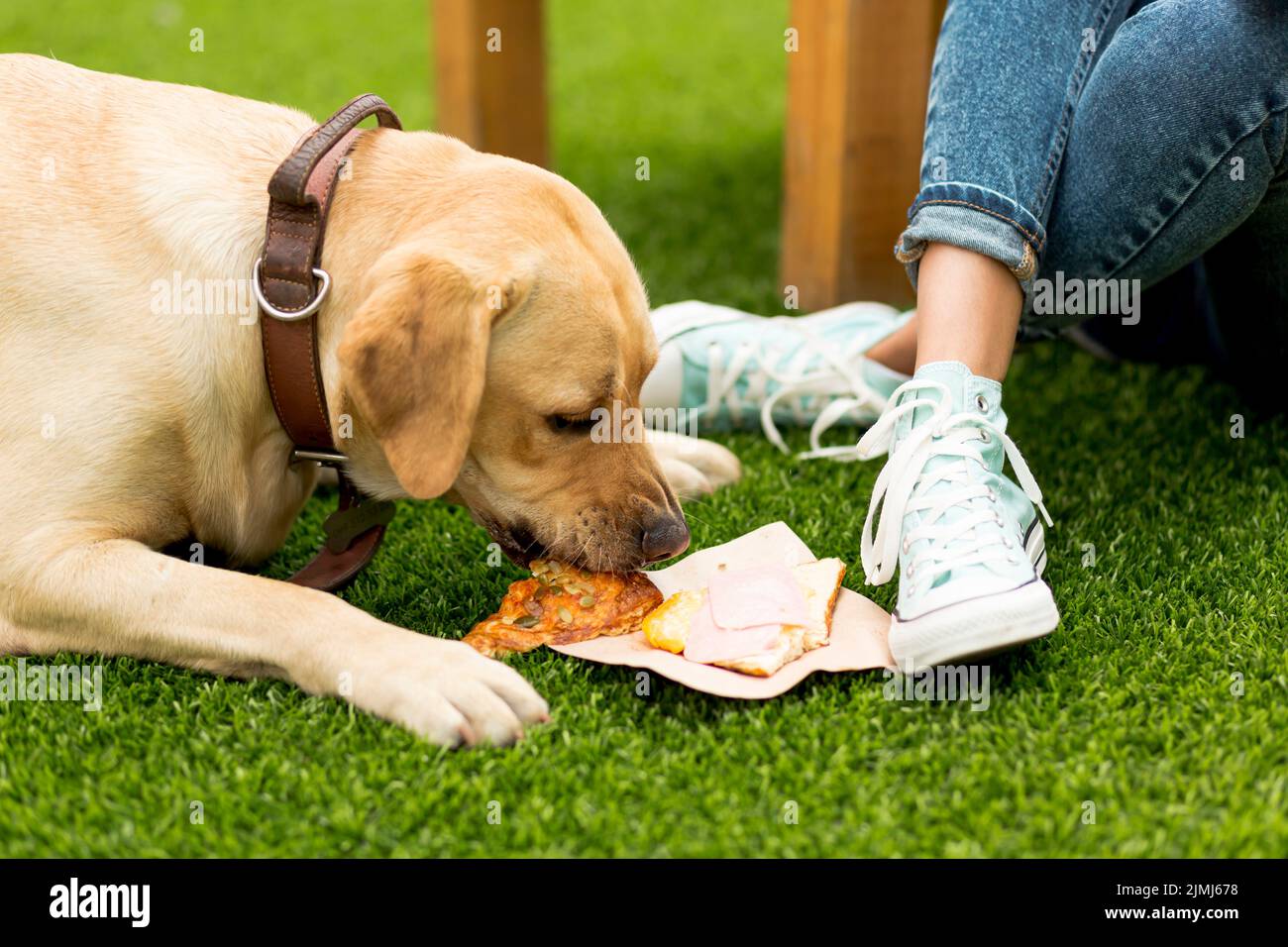 Dog eating sandwich park Stock Photo Alamy