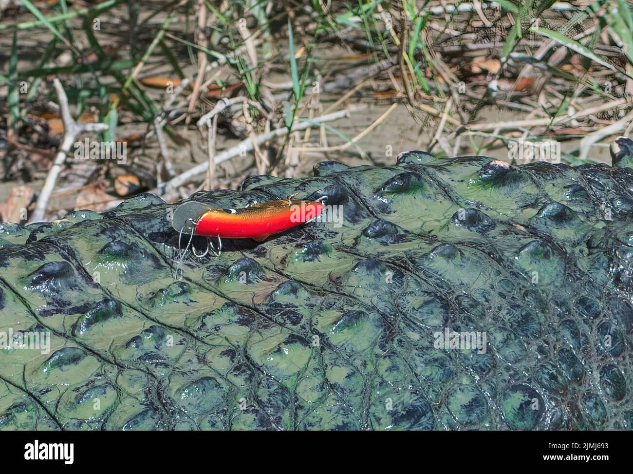 Closeup of a fishing lure embedded in the back of a Saltwater Crocodile (Crocodylus porosus