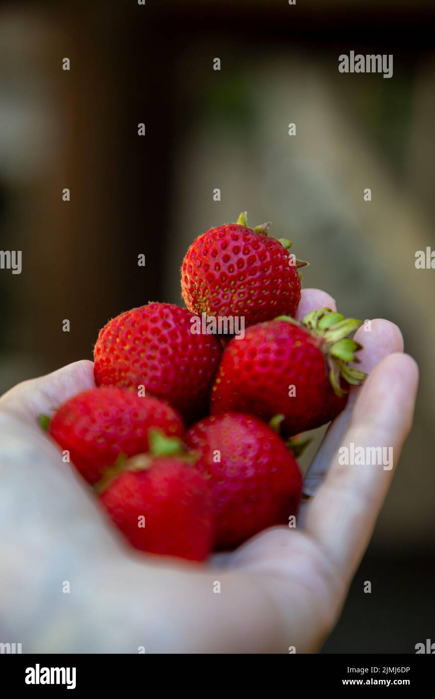 Fresh organic strawberries in the sun. - Stock Image