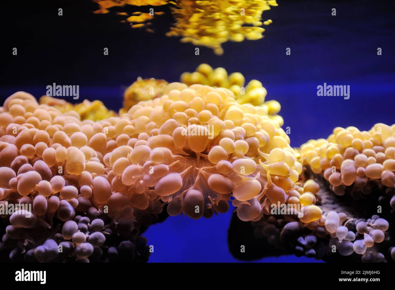Fish and corals of the Red Sea Stock Photo