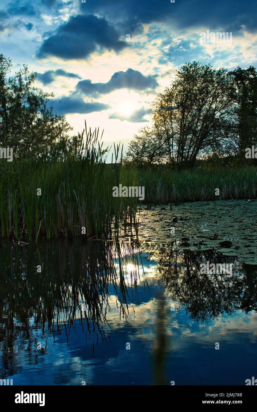 A vertical shot of a pond with lilypads and tall grass and the golden ...