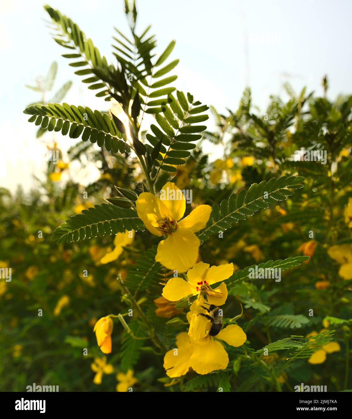 A macro image of a common bumble bee feeding on a blooming partridge pea flower at sunrise. Stock Photo