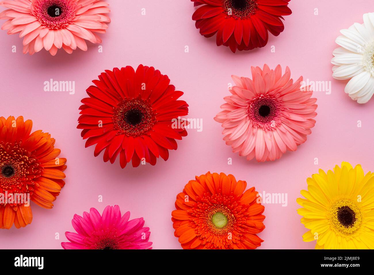 Gerbera flowers pink background Stock Photo