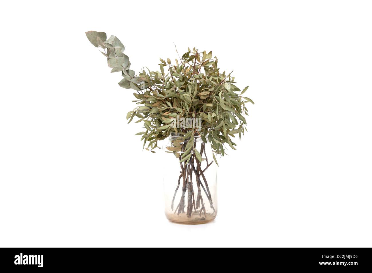 Dried flowers on a white background in a transparent vase Stock Photo