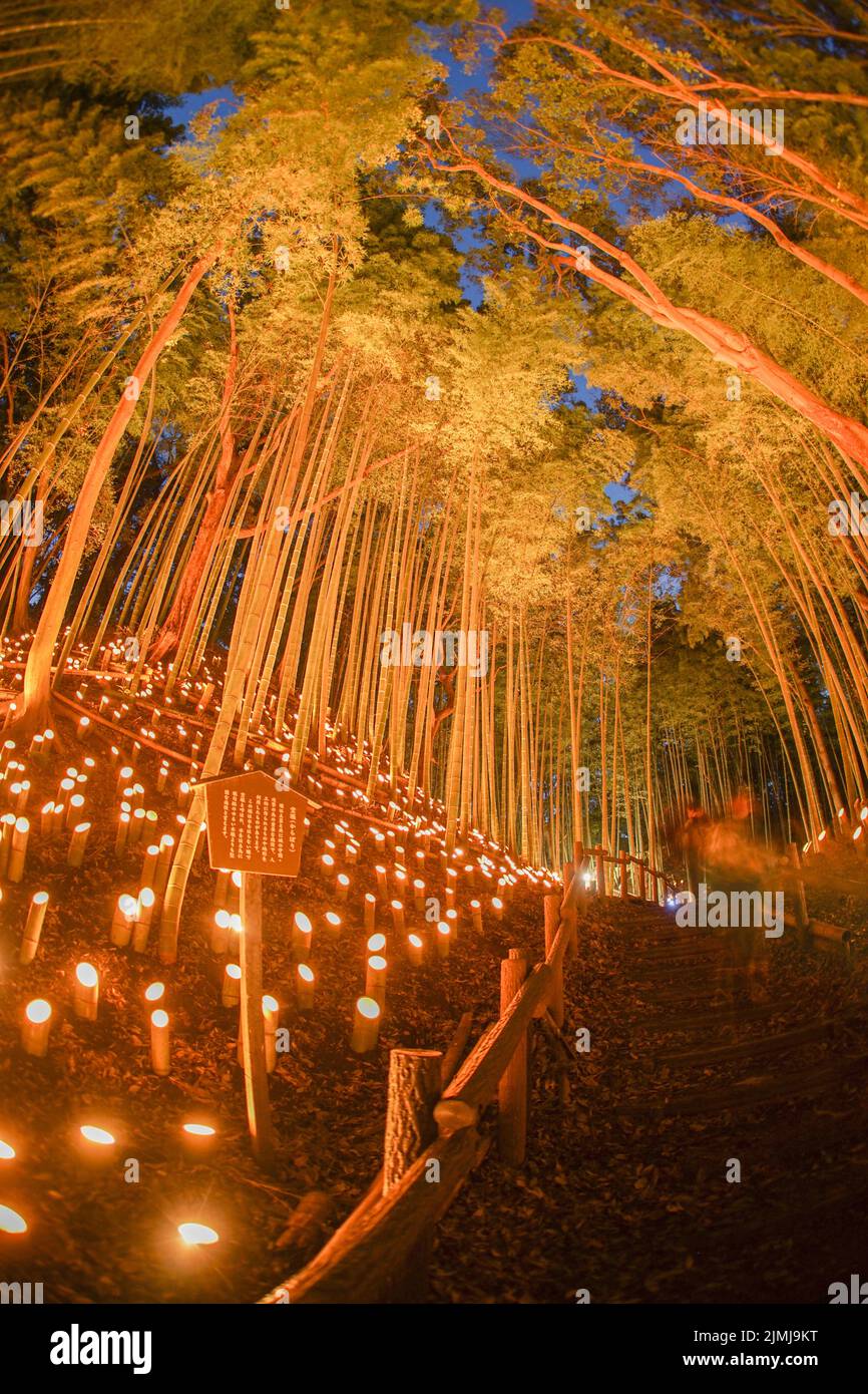 Small-diameter light-up of the bamboo grove (small desk Castle forest of citizen) Stock Photo