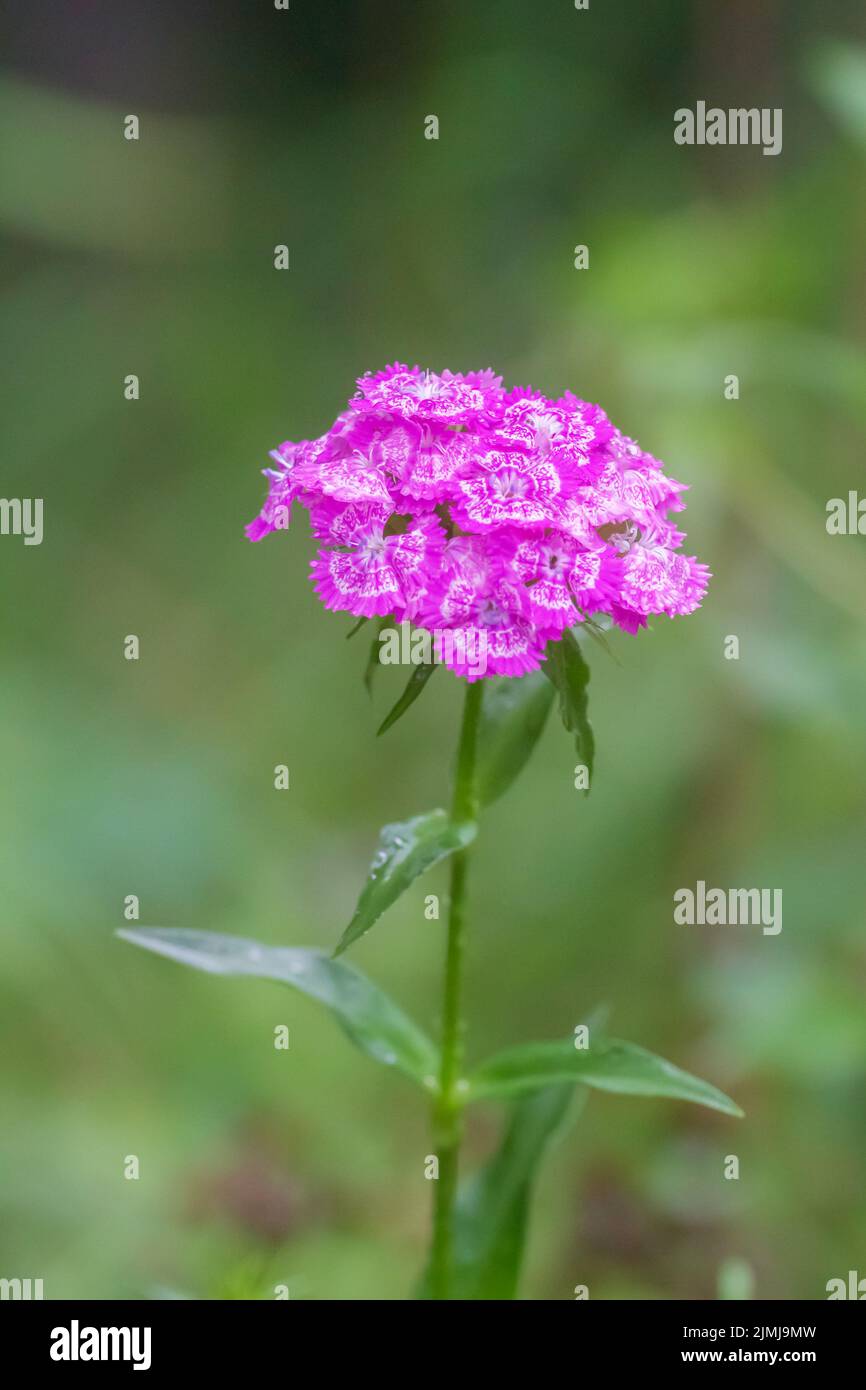 Dianthus barbatus, the sweet William is a species of flowering plant in the family Caryophyllaceae Stock Photo