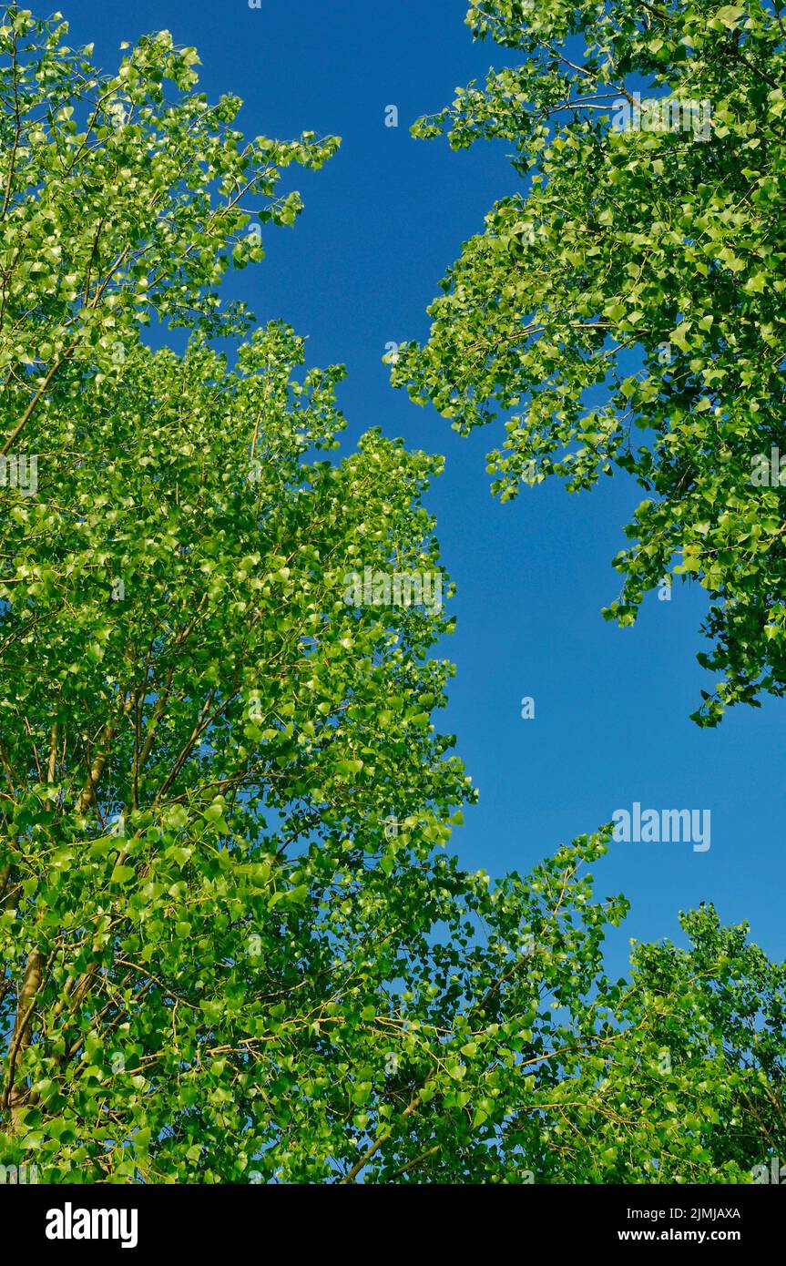 Cottonwood trees Stock Photo