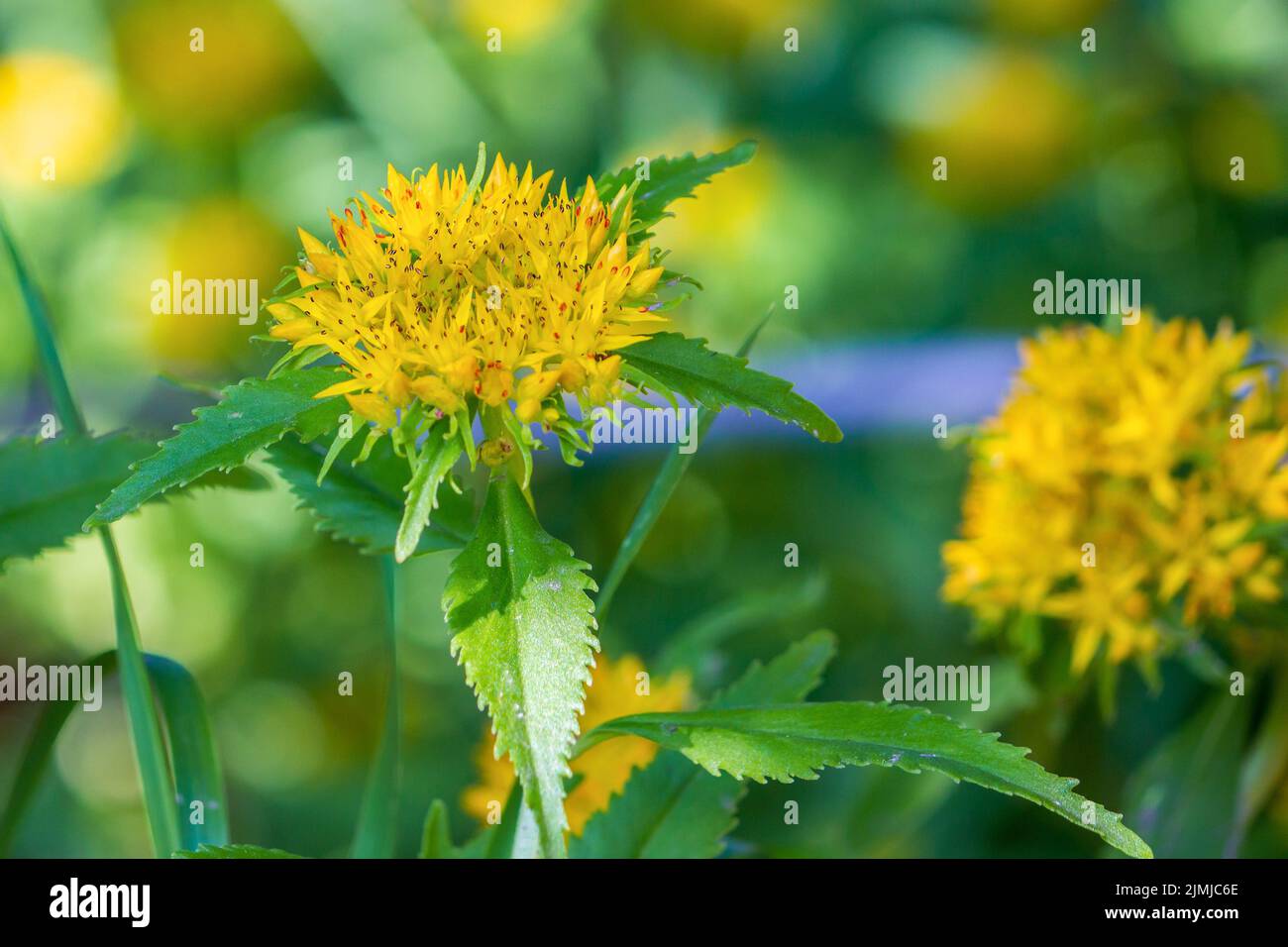 Rhodiola rosea (golden root, rose root, roseroot) blooms brightly Stock Photo