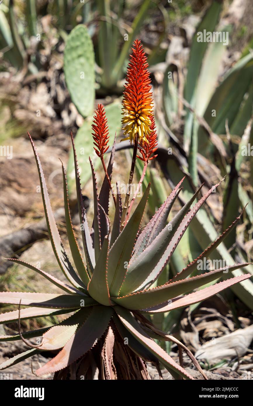 Aloe vera plant in spanish hi-res stock photography and images - Alamy