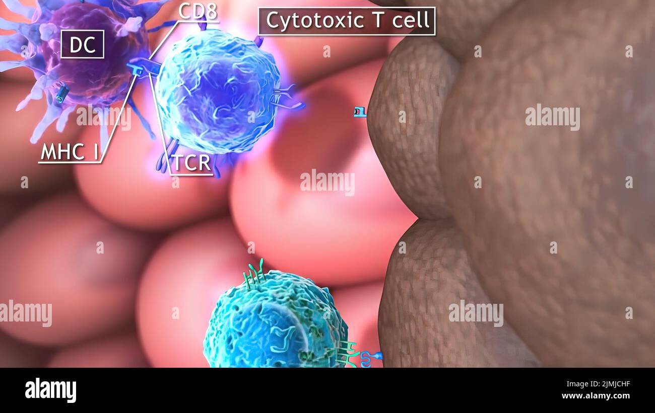 Cytotoxic t cell hi-res stock photography and images - Alamy