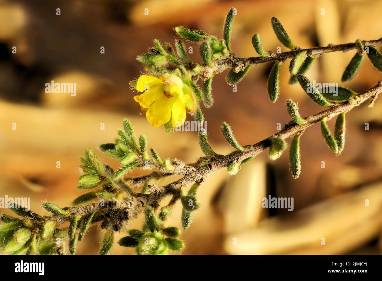 Silky Guinea-Flower (Hibbertia sericea), Australian native plant. Stock Photo